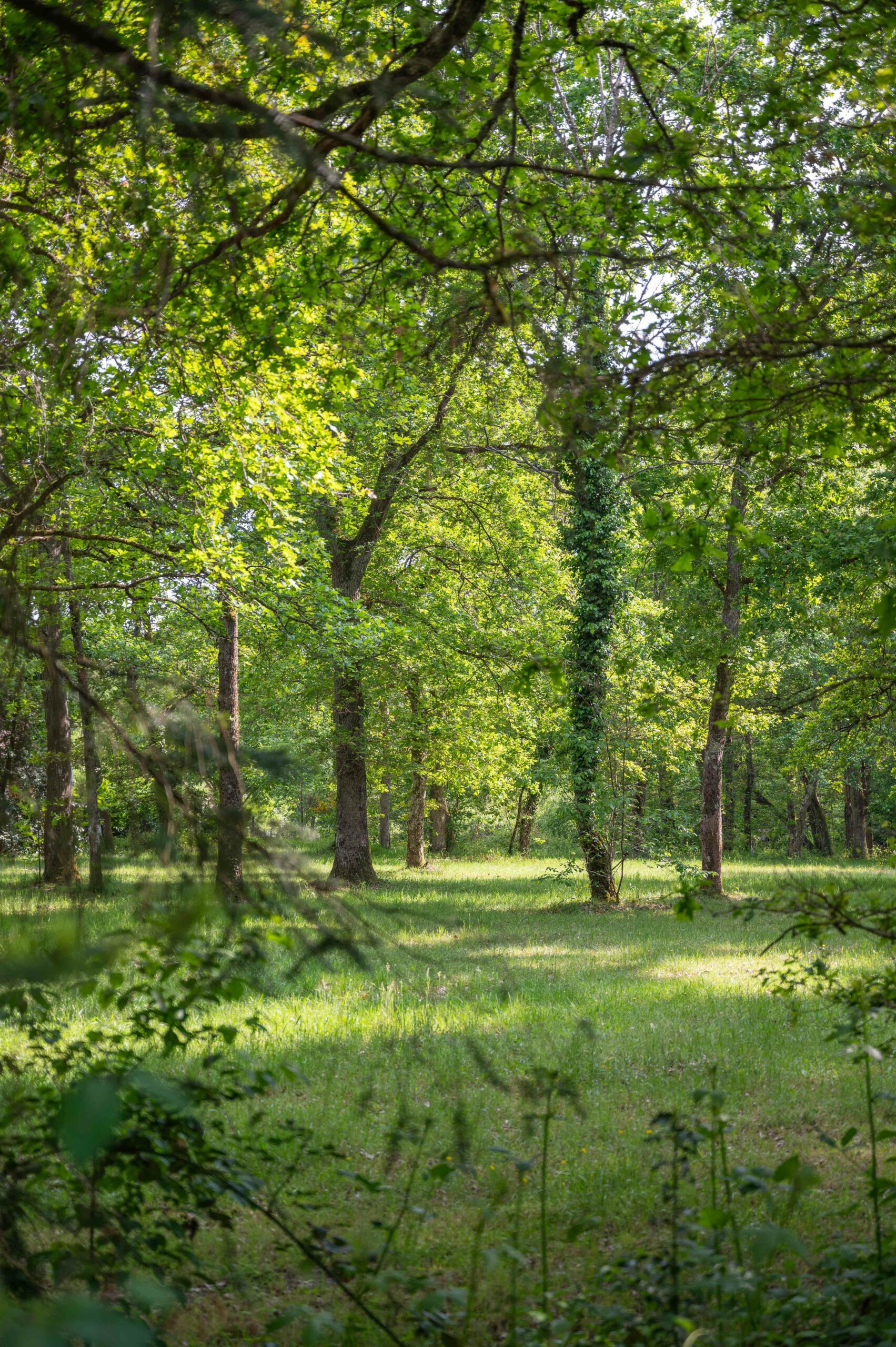 Foret Vannes-sur-Cosson sologne Forêt Vannes-sur-Cosson Pologne