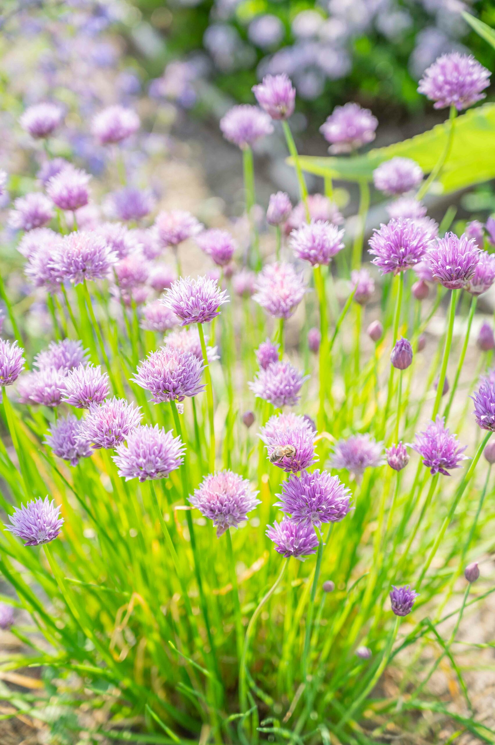 Fleurs dans le jardin Vannes-sur-Cosson sologne Fleurs dans le jardin Vannes-sur-Cosson sologne