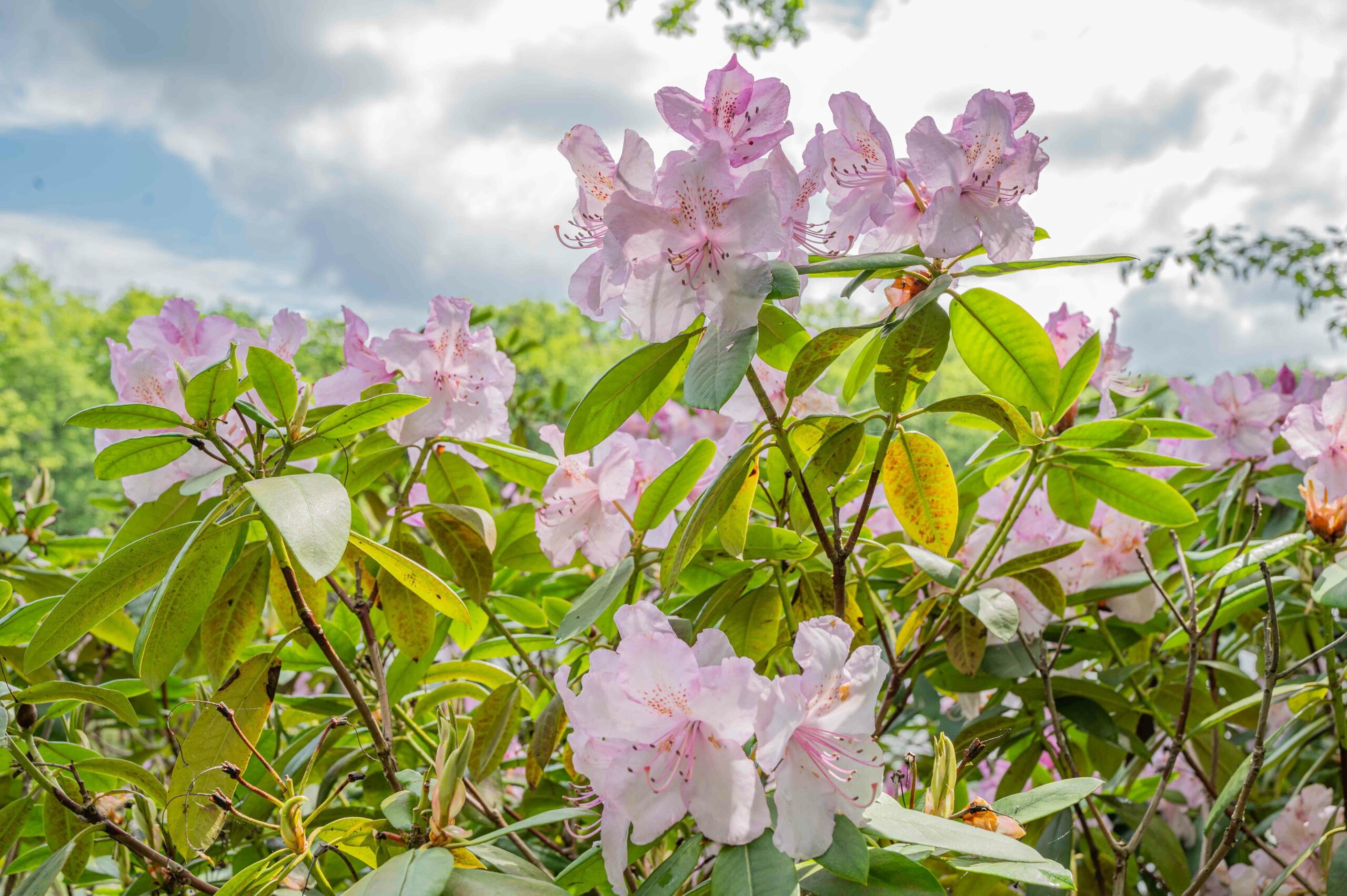 Fleurs Rhododendrons au Domaine de Sainte-Claire Isdes Fleurs au Domaine de Sainte-Claire Isdes