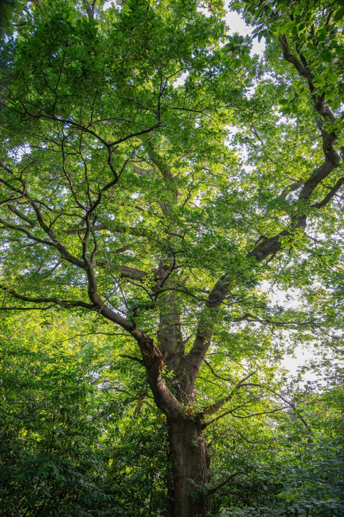 Un arbre qui laisse passer les rayons du soleil dans la Forest Way