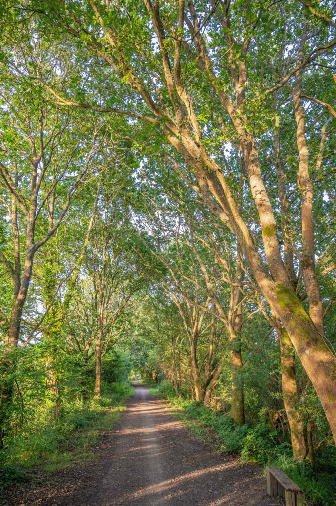 Chemin de la forest way avec des arbres de chaque cotés avec de beaux rayons de lumière de fin de journée 