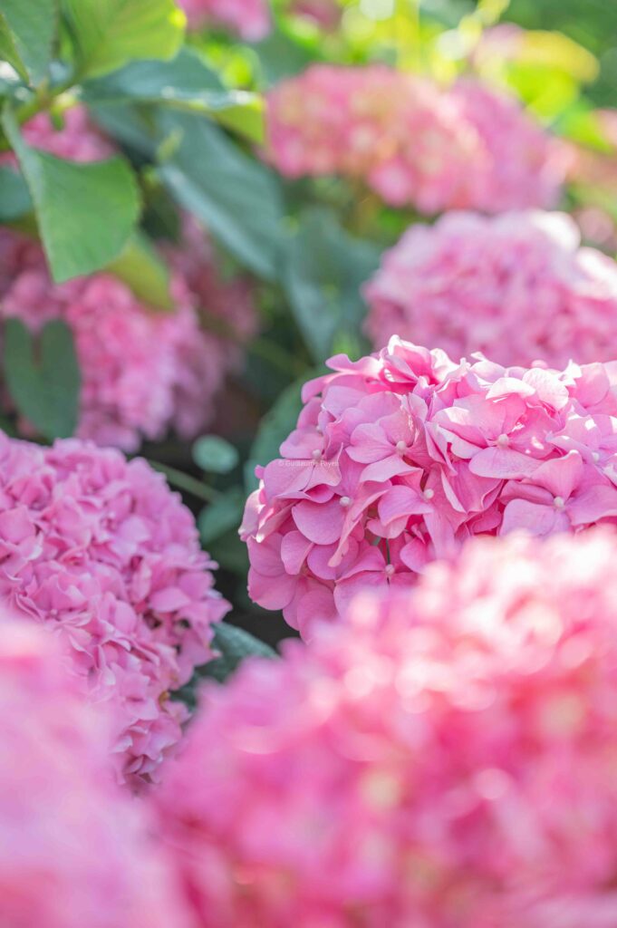 Des hortensias roses 