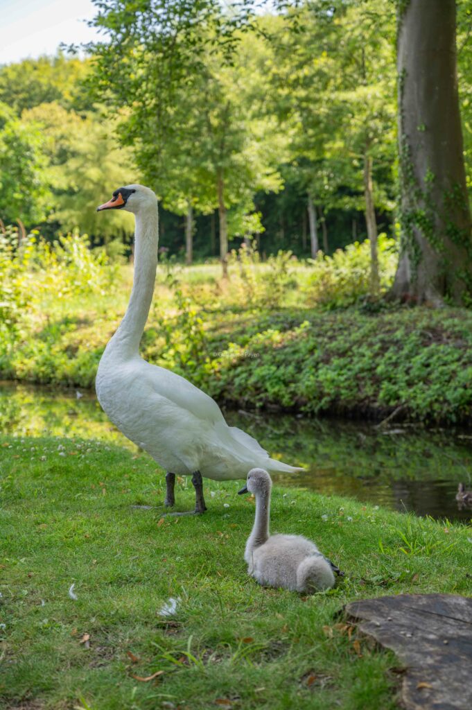 Une oie et son petit