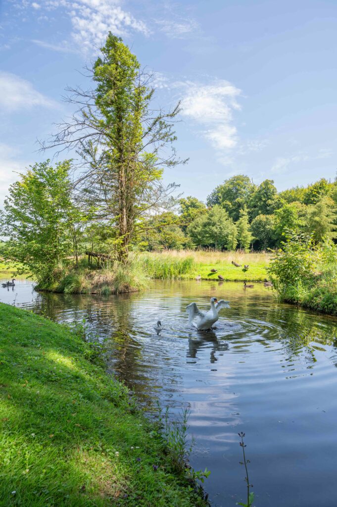 Une oie et son petit dans la rivière