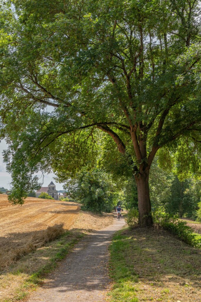 Chemin avec un arbre et une église