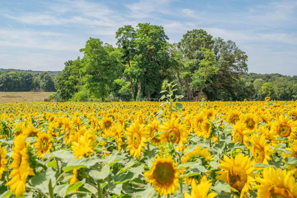 Chamops de tournesols 