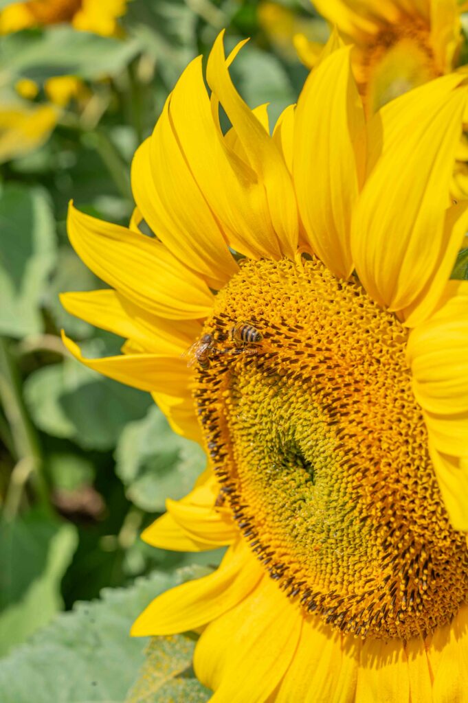 Zoom sur un tournesol et une abeille qui le butine 