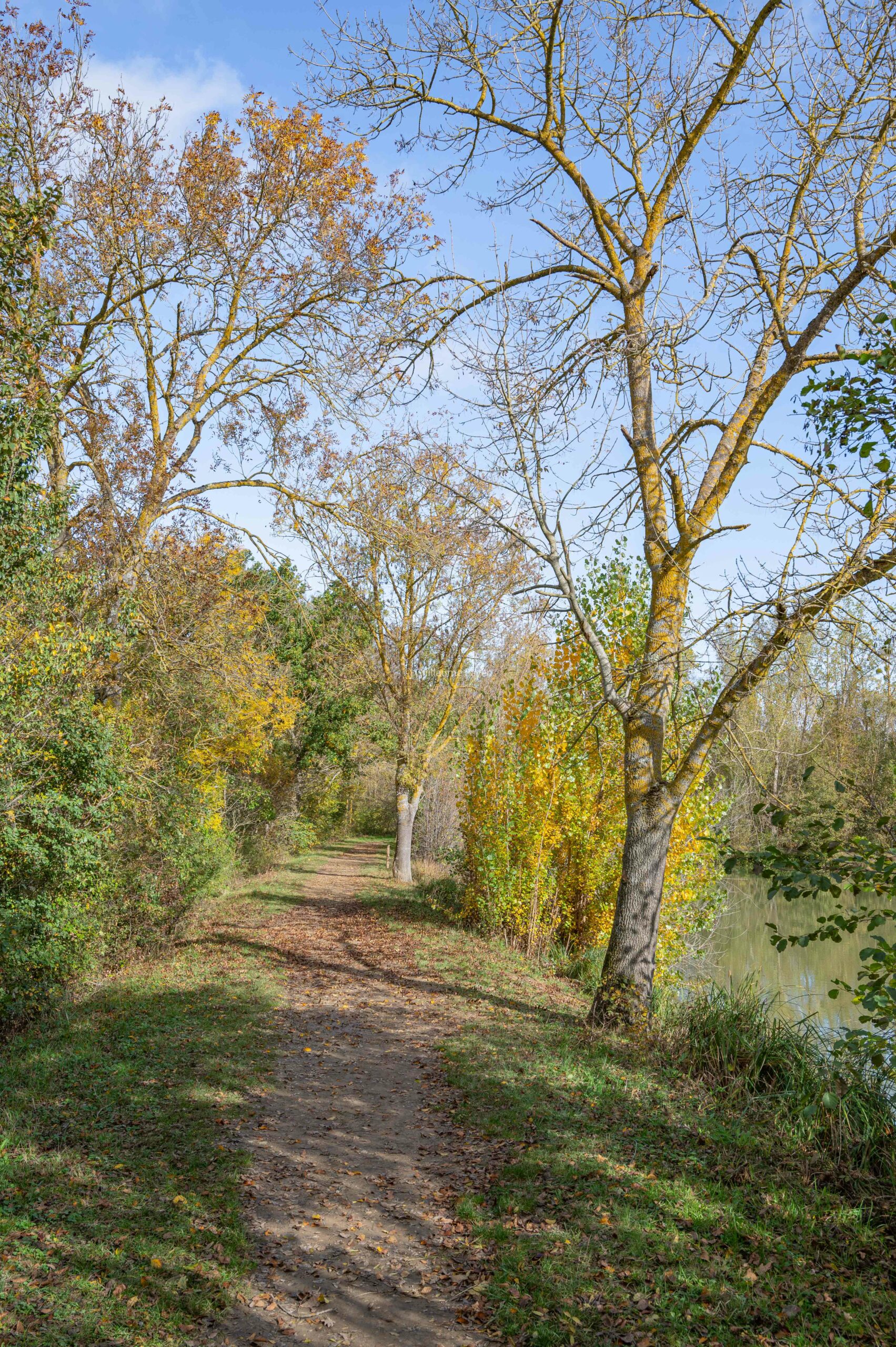 Vue sur le chemin arboré qui longe le Lac de l'Isle Jourdain 