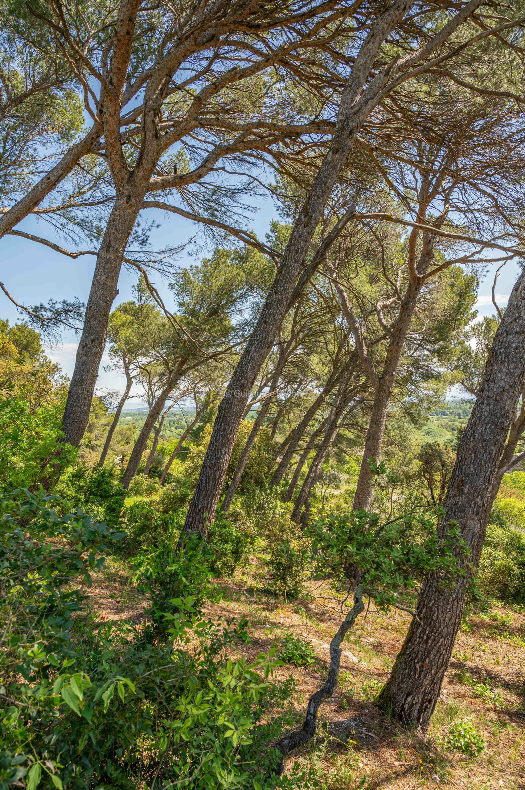 La colline des Mourgues à Villeneuve les Avignon La colline des Mourgues à Villeneuve les Avignon