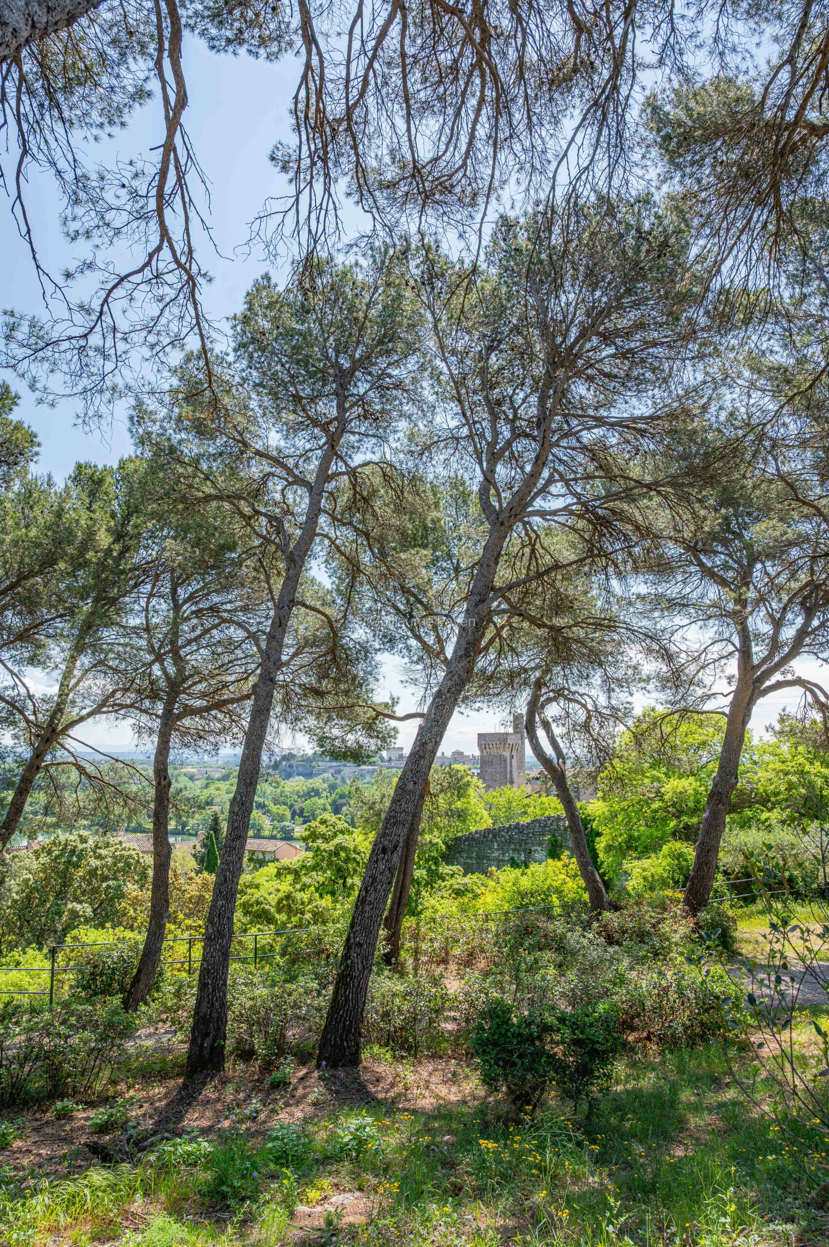 La colline des Mourgues à Villeneuve les Avignon La colline des Mourgues à Villeneuve les Avignon