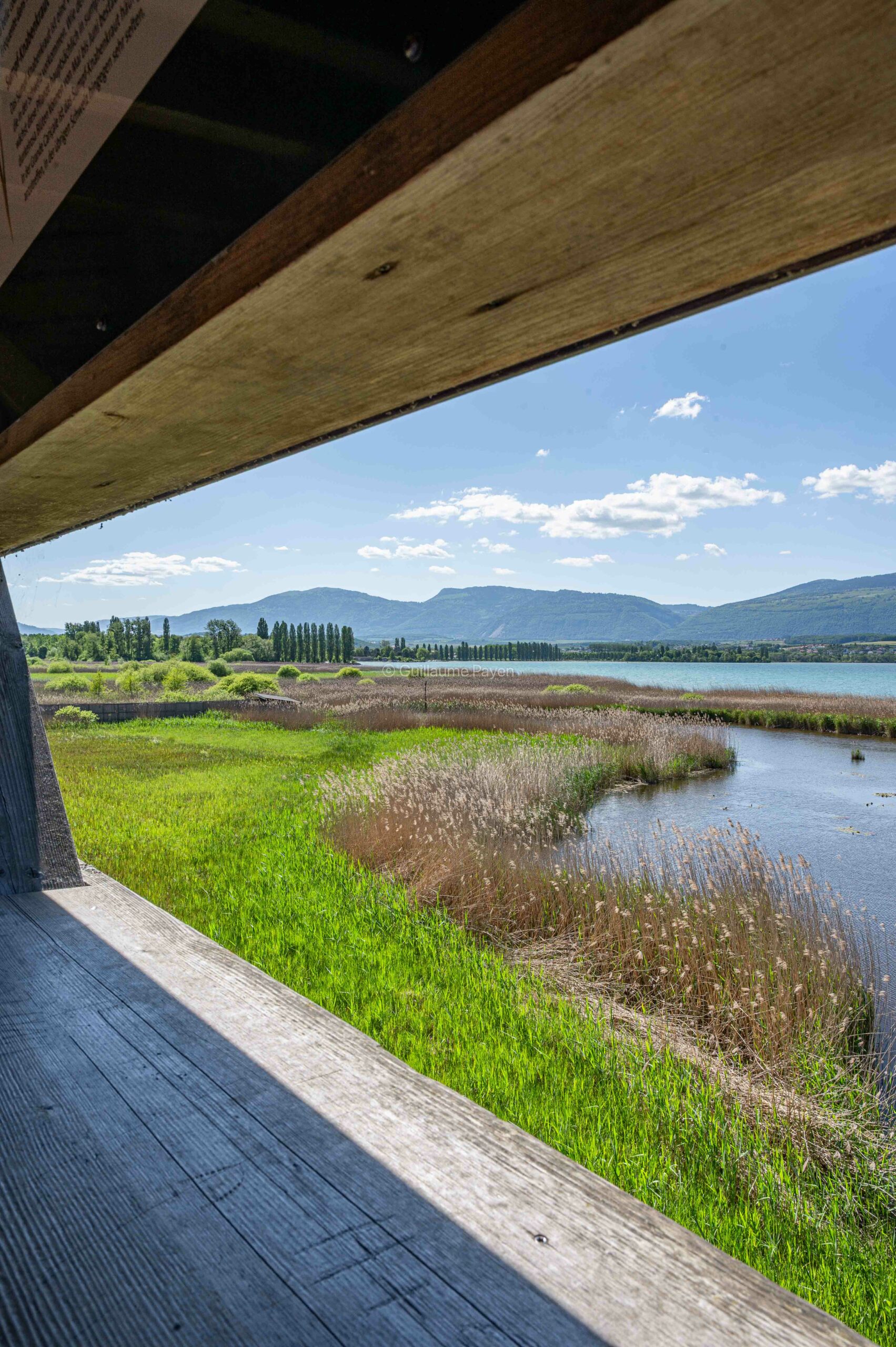 La réserve naturelle de la Grande Cariçaie à Yverdon-les-Bains dans le Nord Vaudois en Suisse La réserve naturelle de la Grande Cariçaie à Yverdon-les-Bains dans le Nord Vaudois en Suisse