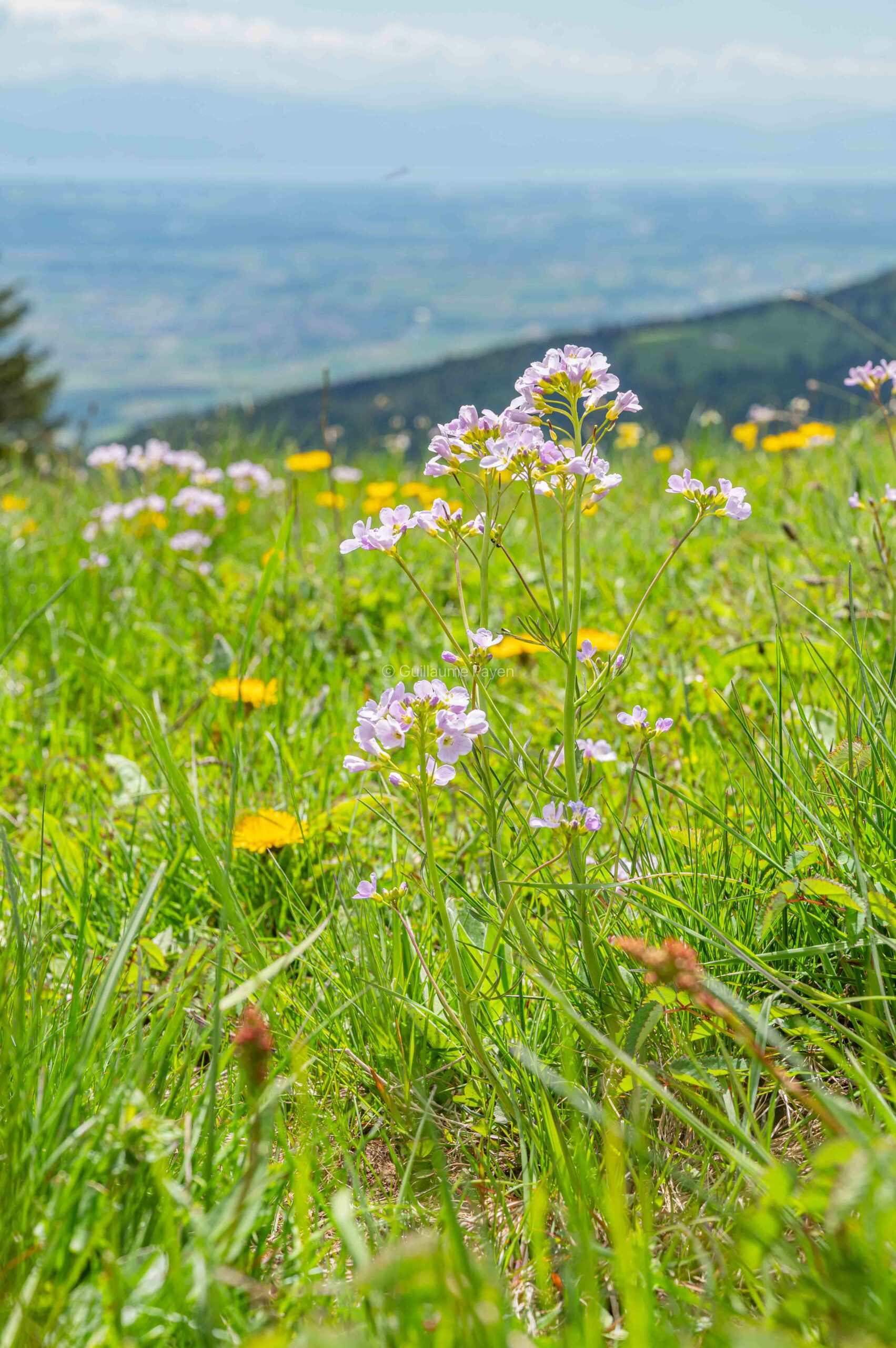 Le Tour des Alpages depuis Sainte-Croix Le Tour des Alpages depuis Sainte-Croix