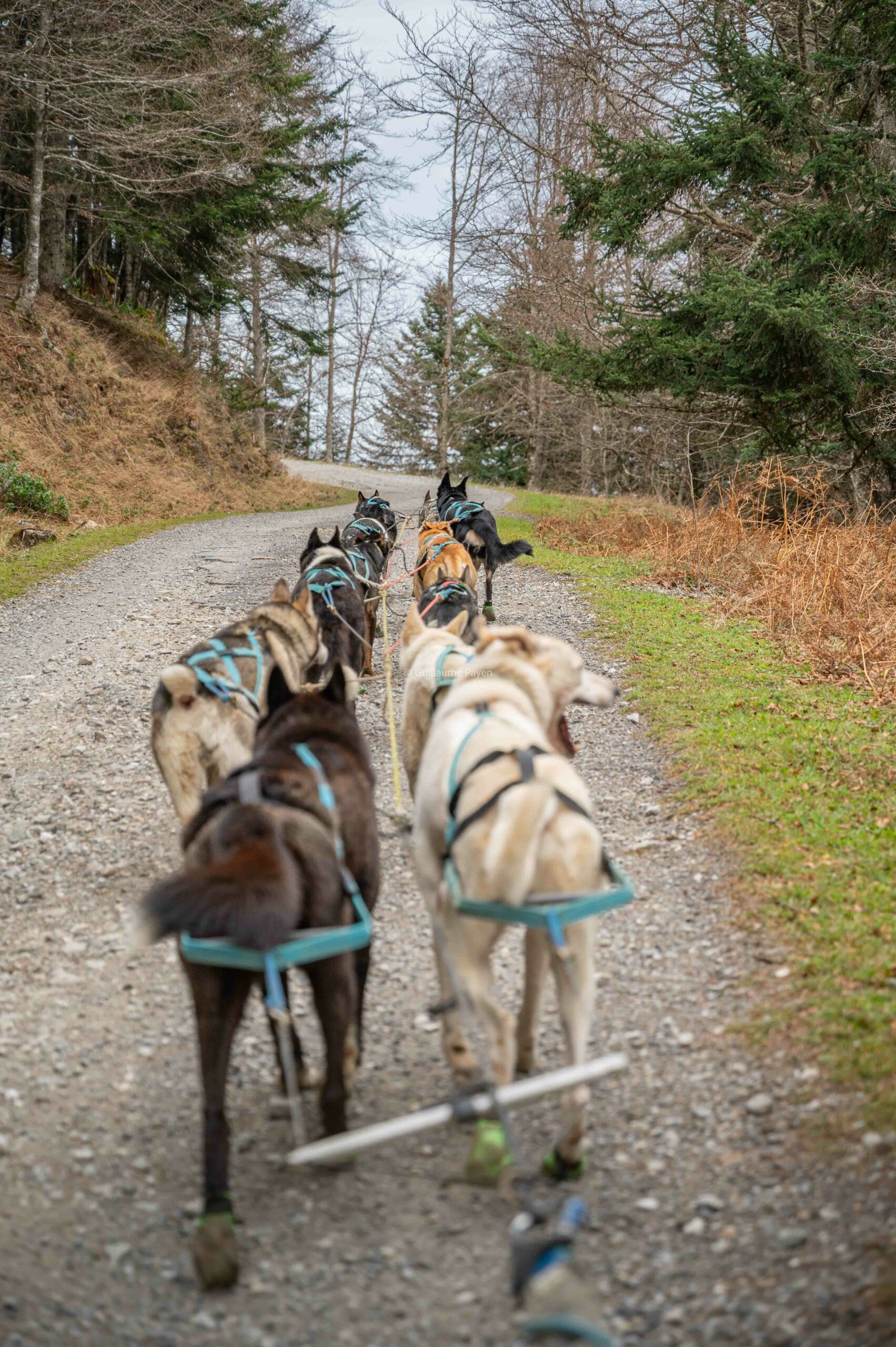 Chien de traîneau au Mourtis avec Le Souffle Nordique