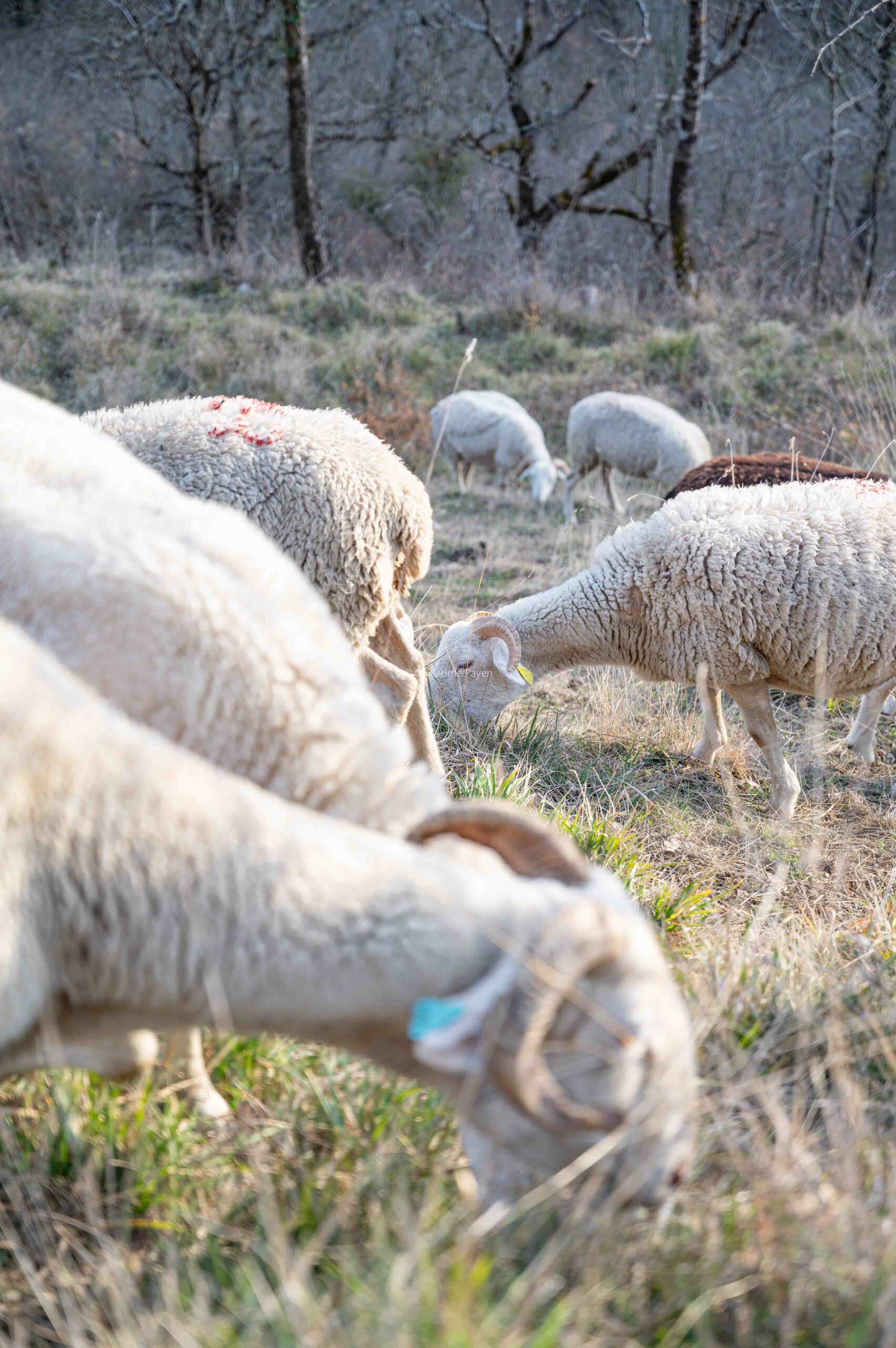 Moutons à Saint-Aventin village pyrénées 
