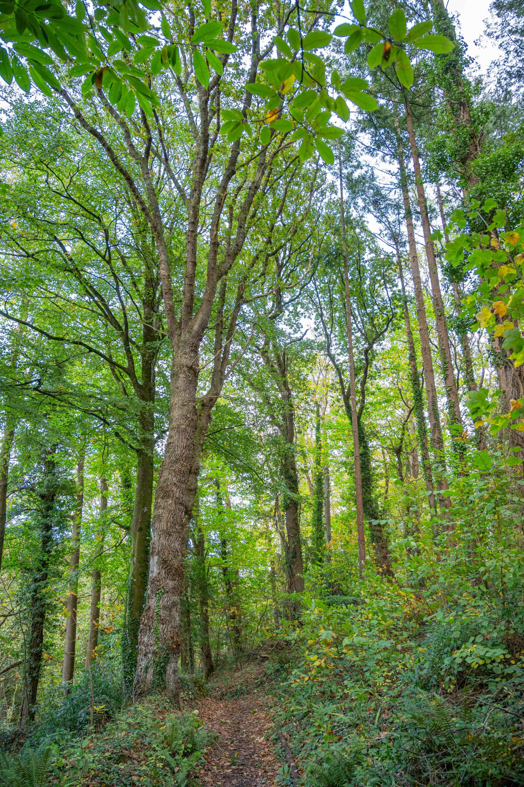 Le chemin des peintres dans les Rias Finistère