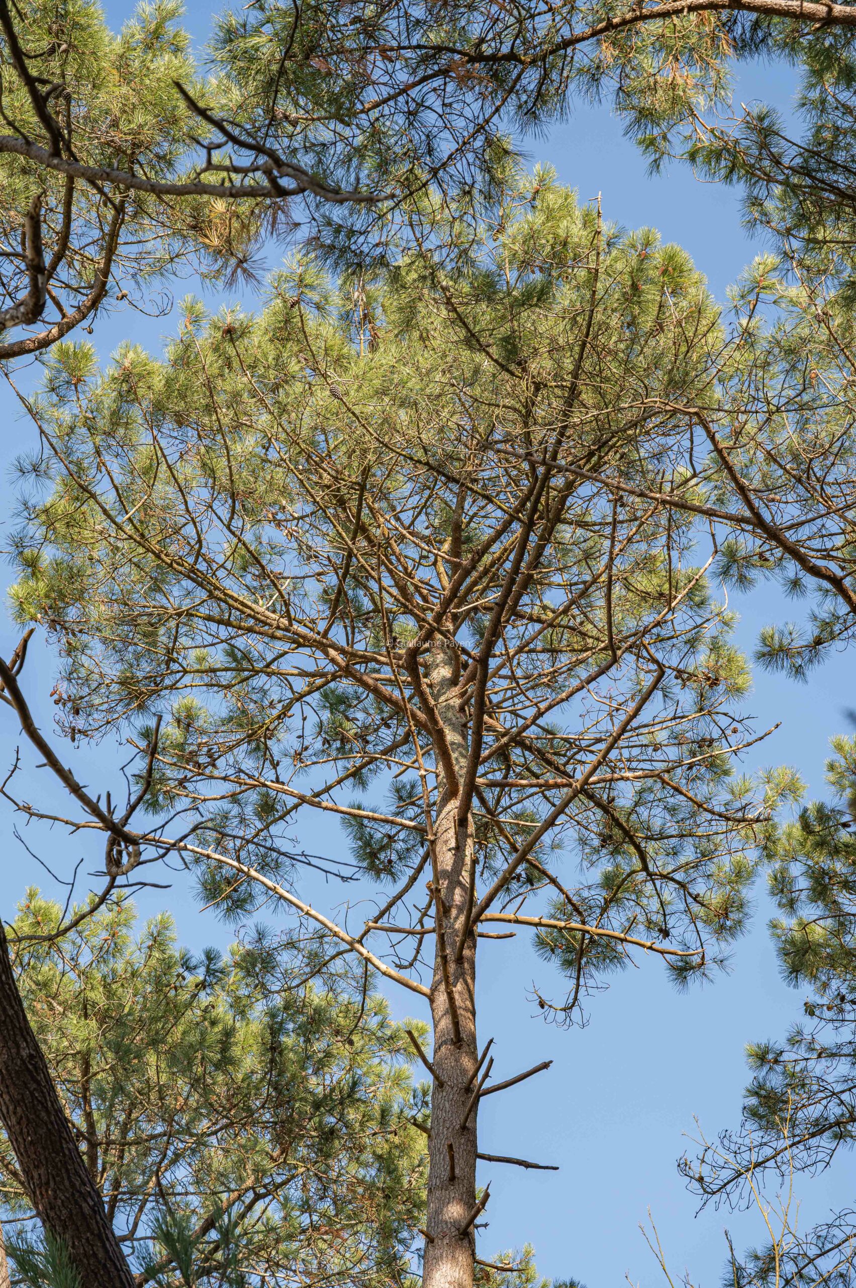 Port du Bélon dans les Rias Finistère Bretagne