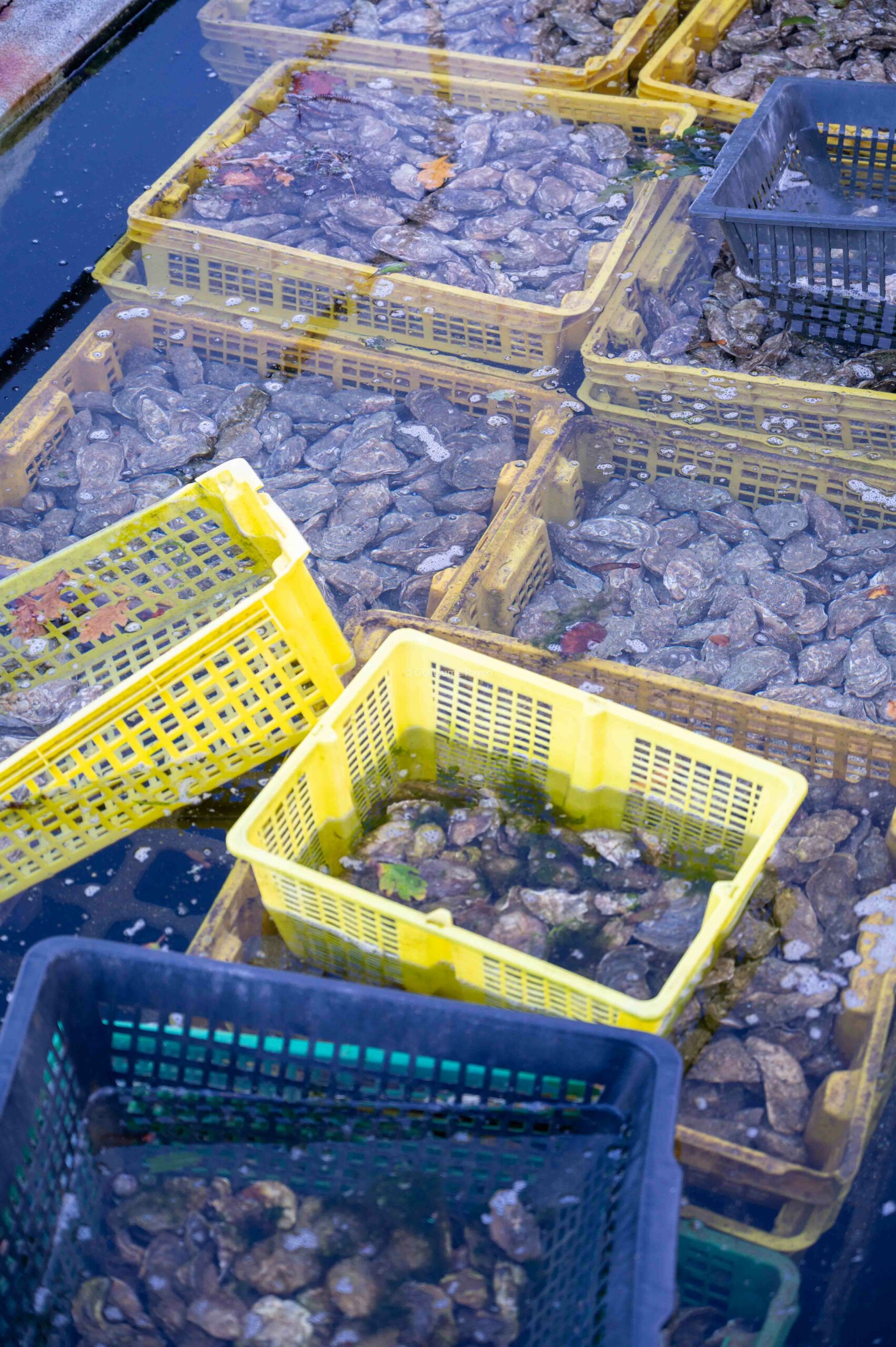 Les huitres de Morvan